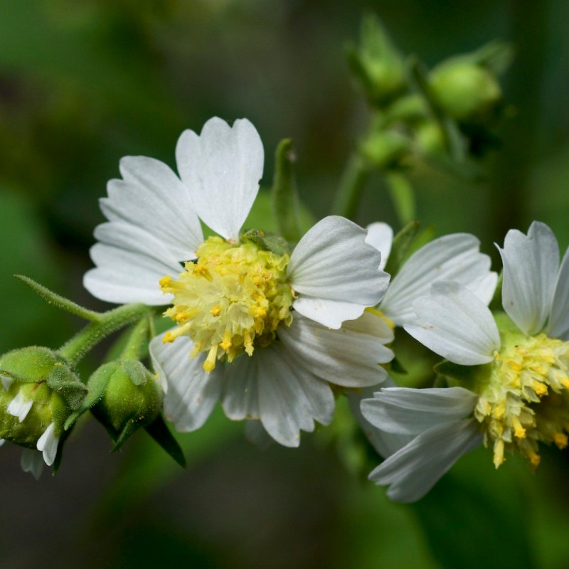 Know Your Natives – White Leafcup
