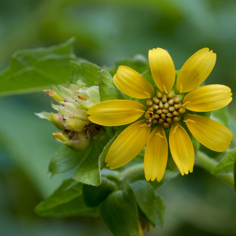Know Your Natives – Yellow Leafcup