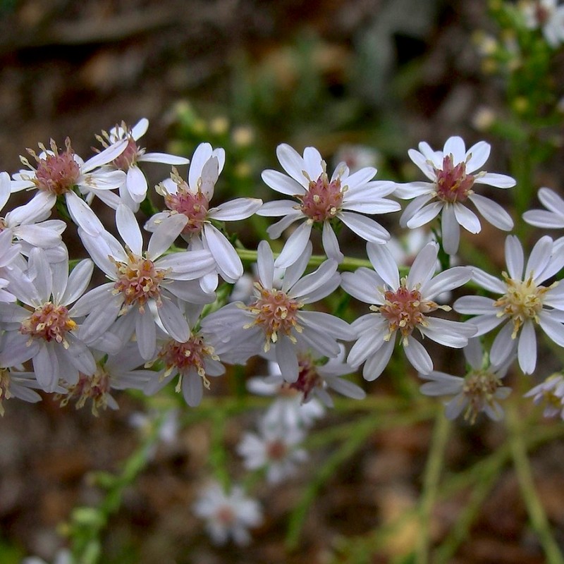 Know Your Natives – Drummond’s Aster
