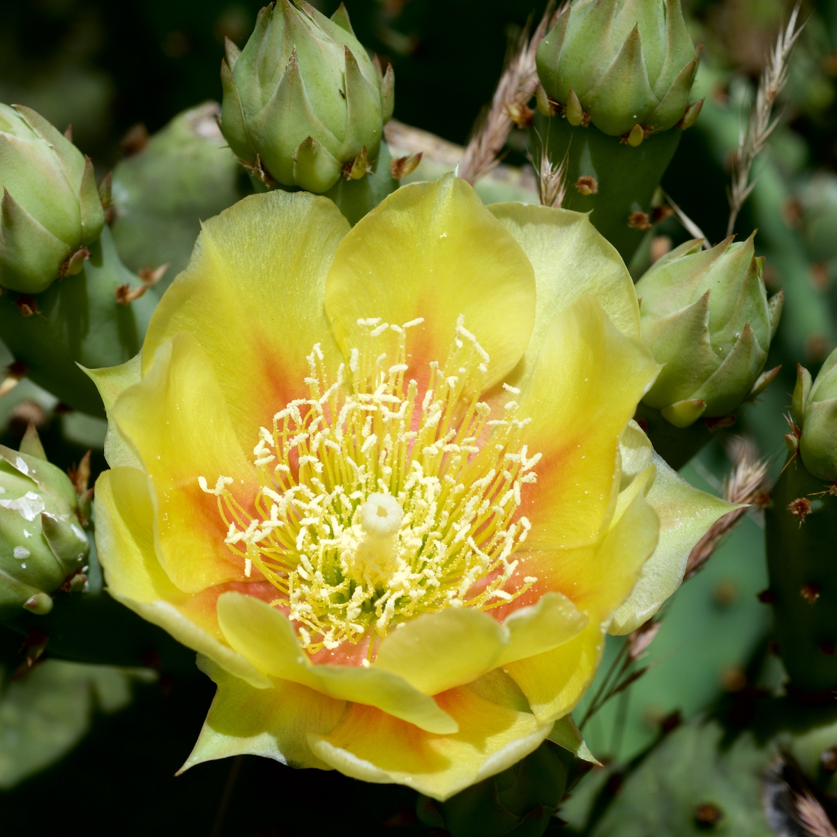 Know Your Natives – Eastern Prickly Pear
