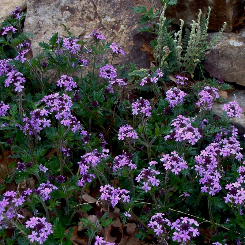 Know Your Natives – Rose Vervain