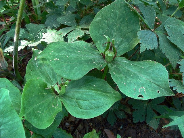 Green Trillium - Trillium viridescens