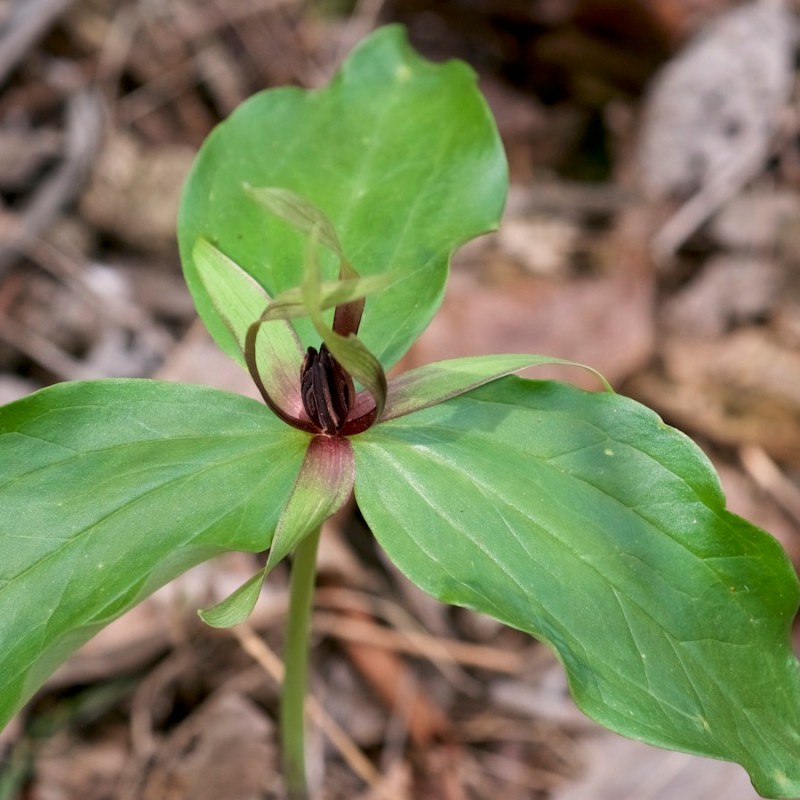 Know Your Natives – Green Trillium