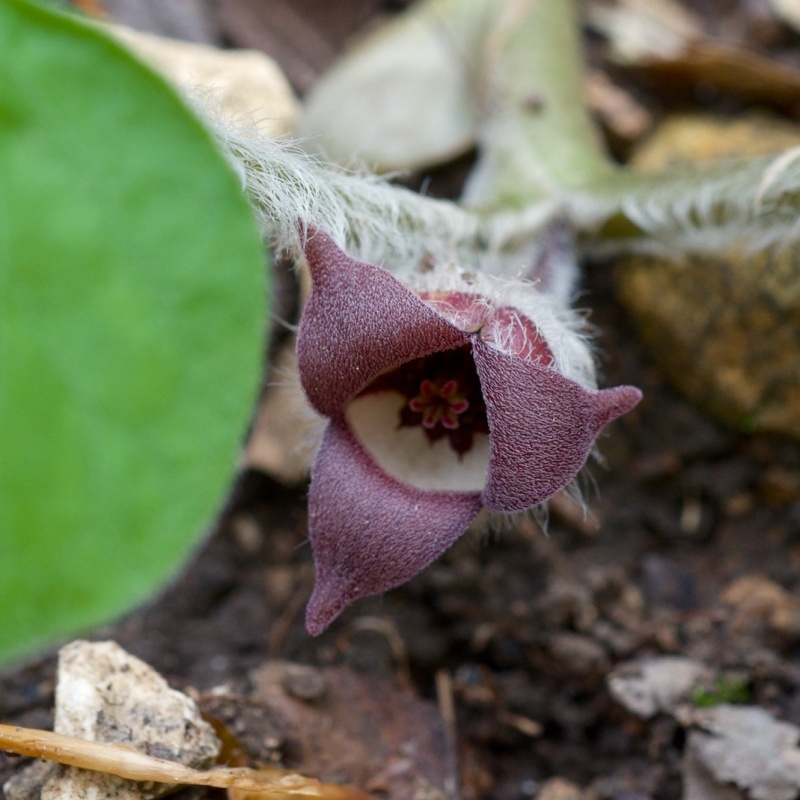 Know Your Natives – Wild Ginger