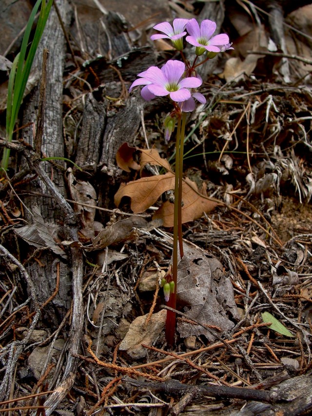 Know Your Natives - Oxalis violacea