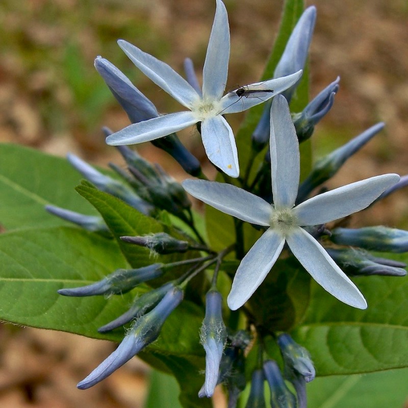 Know Your Natives – Eastern Bluestar