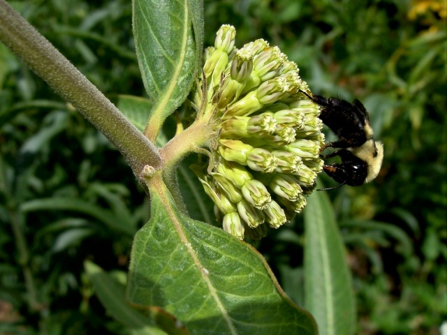 Green milkweed - Asclepias viridiflora
