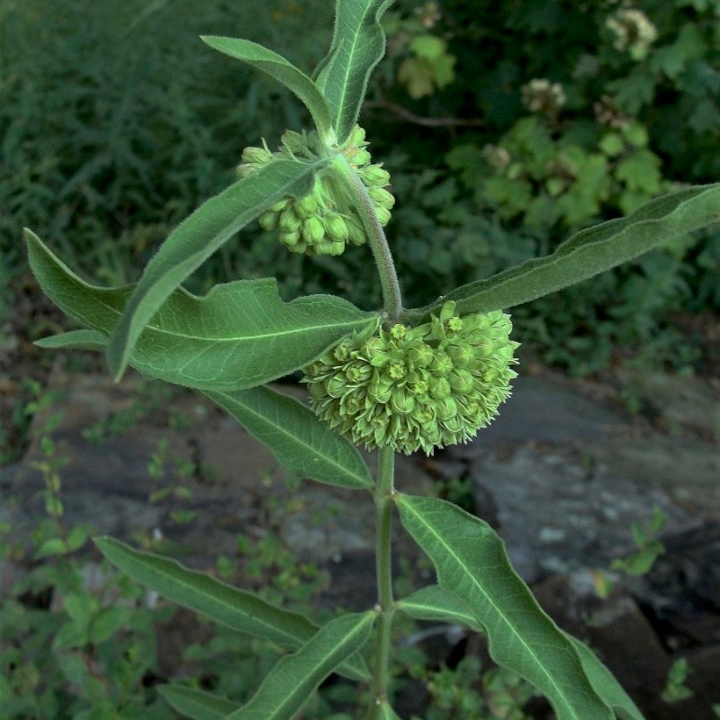 Know Your Natives – Green Milkweed
