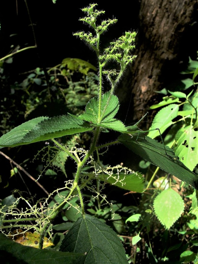 Wood nettle - Laportea canadensis