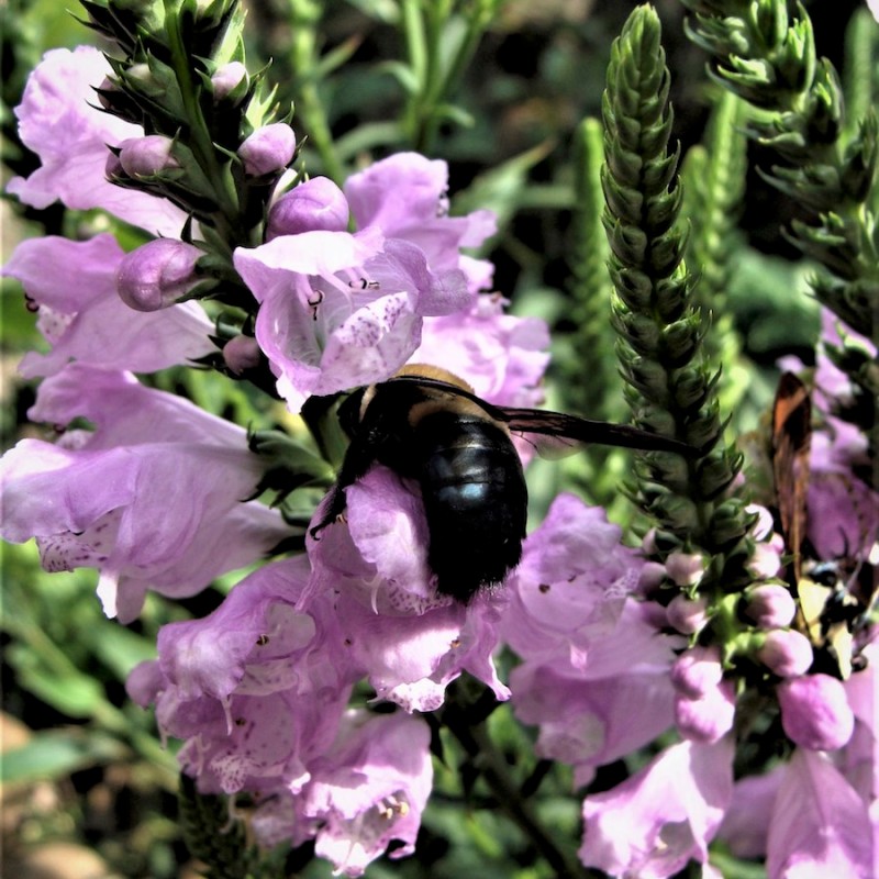 Know Your Natives – Obedient Plant