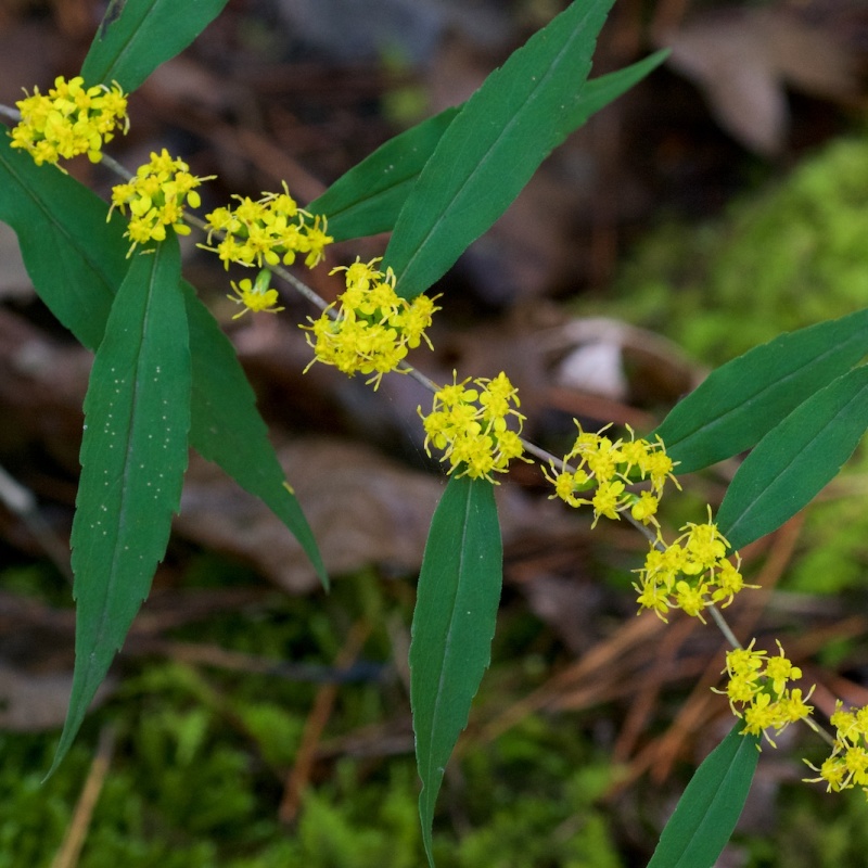 Know Your Natives – Wreath Goldenrod