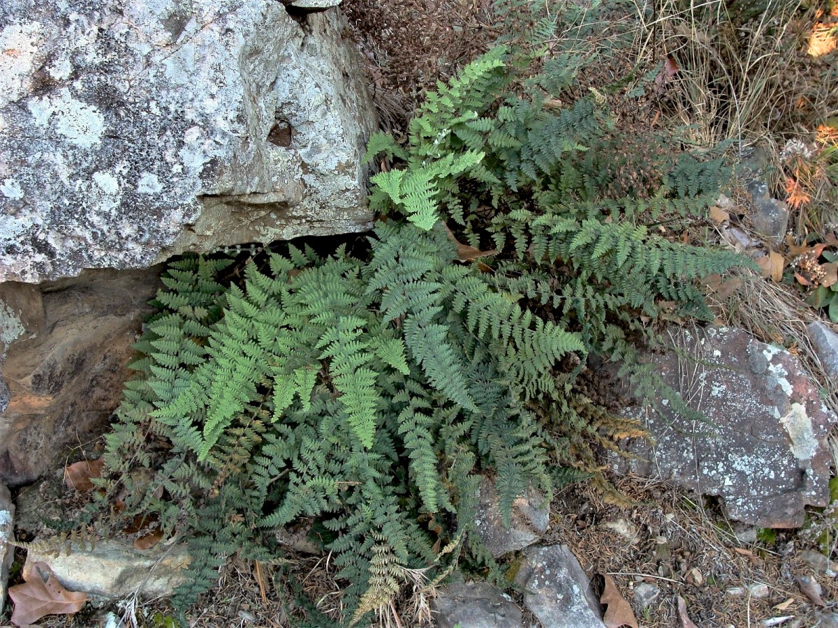 Know Your Natives – Woolly Lip Fern
