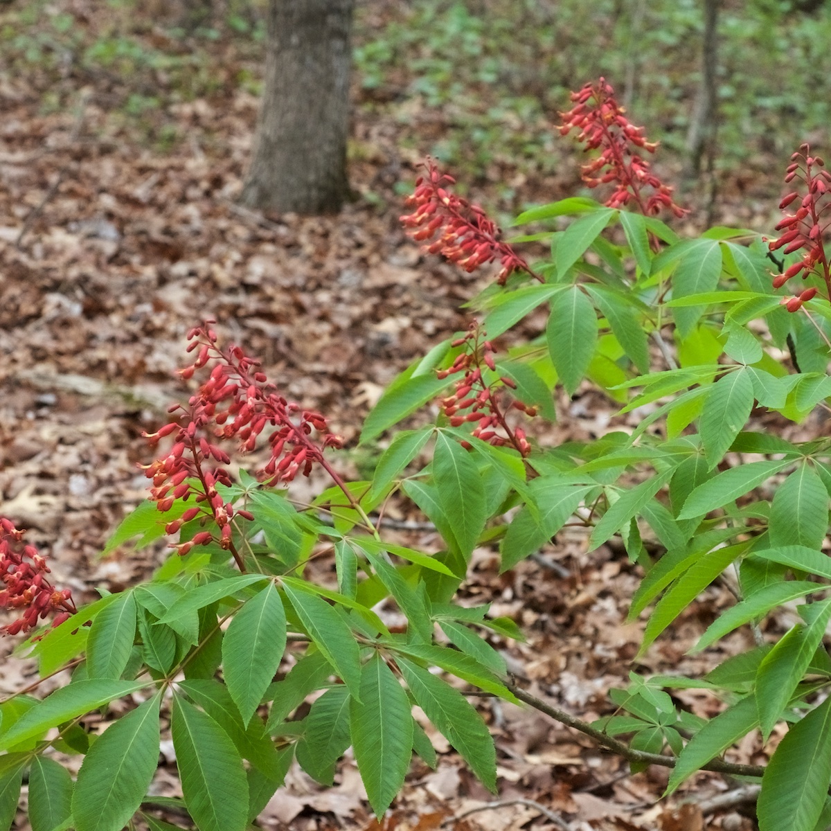 Know Your Natives – Red Buckeye