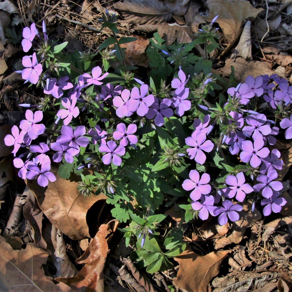 Know Your Natives – Woodland Phlox