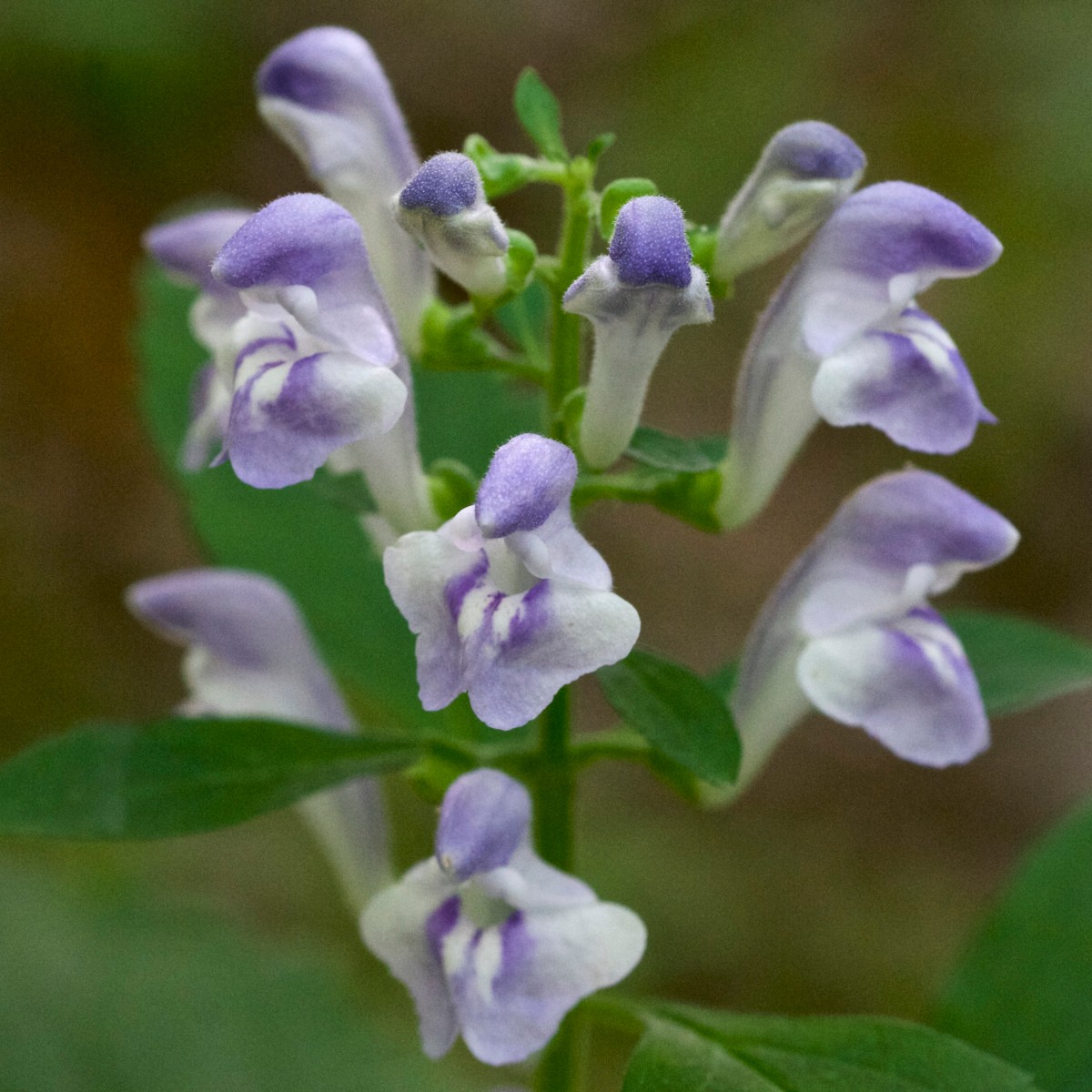 Know Your Natives – Hairy Skullcap