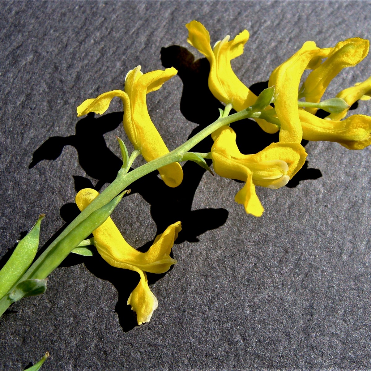 Know Your Natives – Southern Corydalis