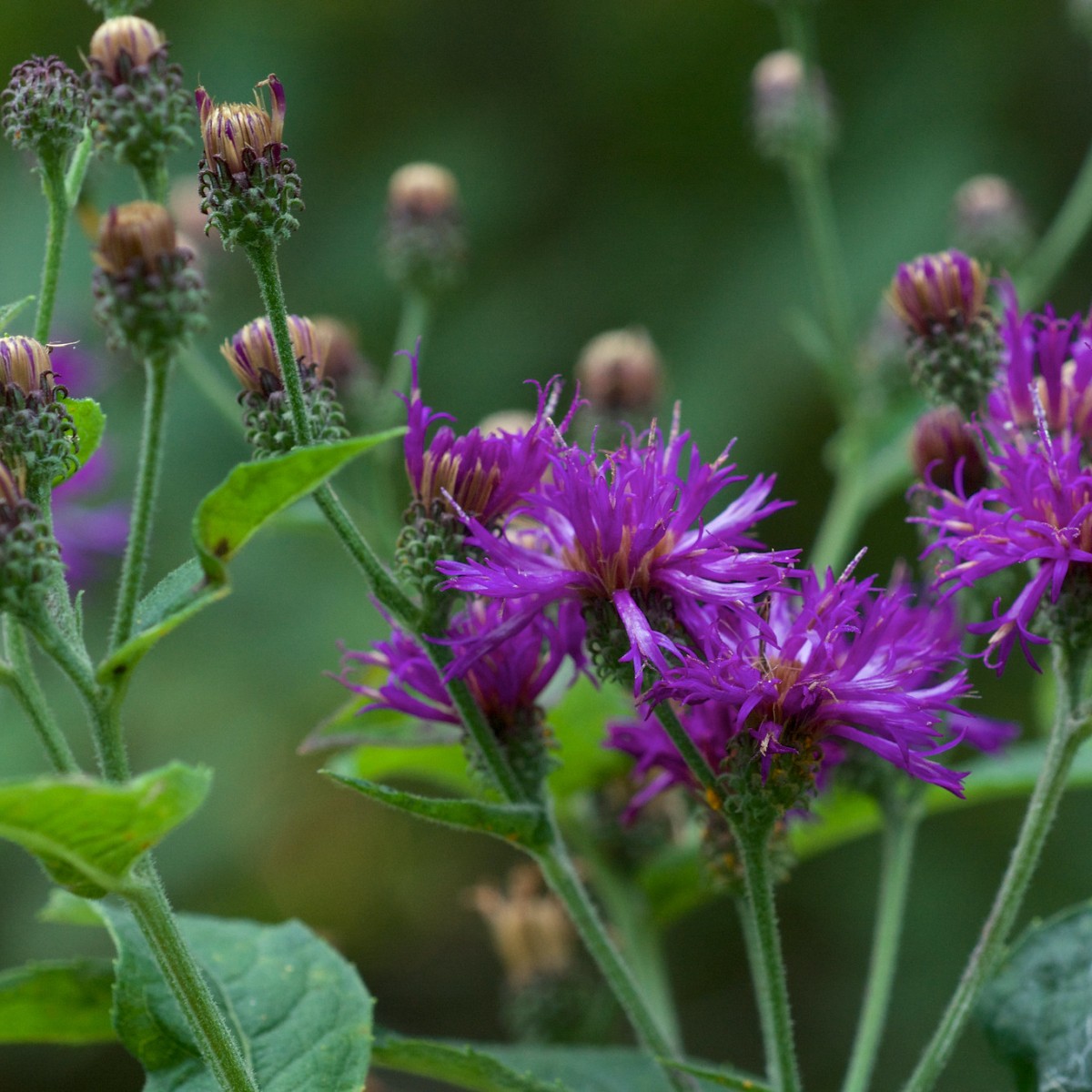 Know Your Natives – Baldwin’s Ironweed