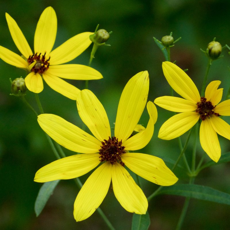 Know Your Natives – Tall Coreopsis