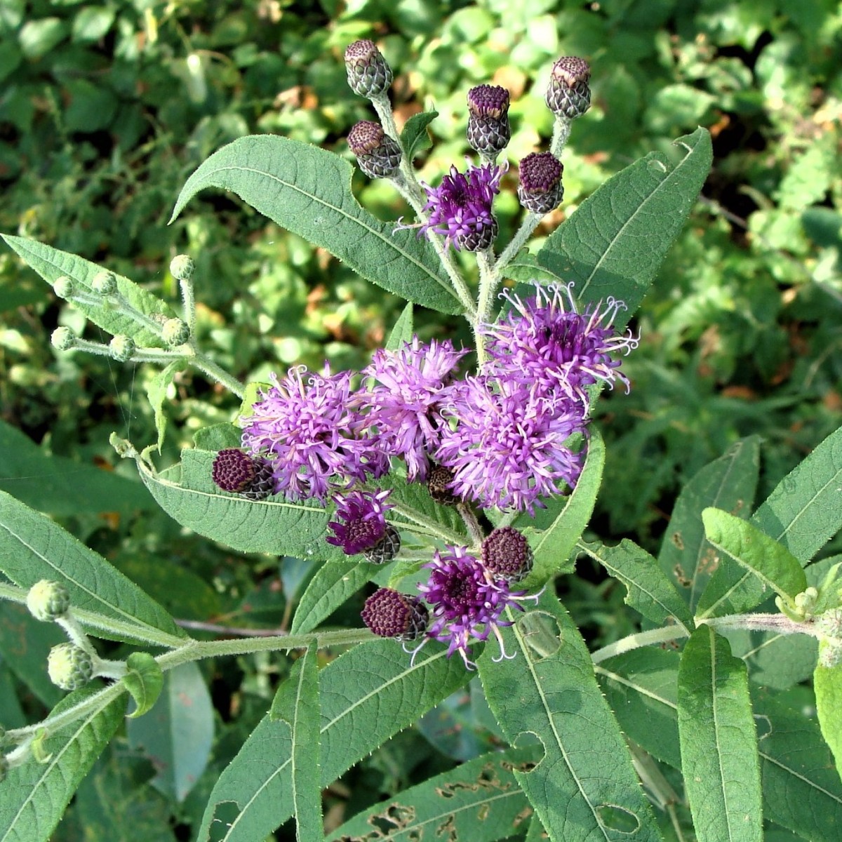 Know Your Natives – Missouri Ironweed