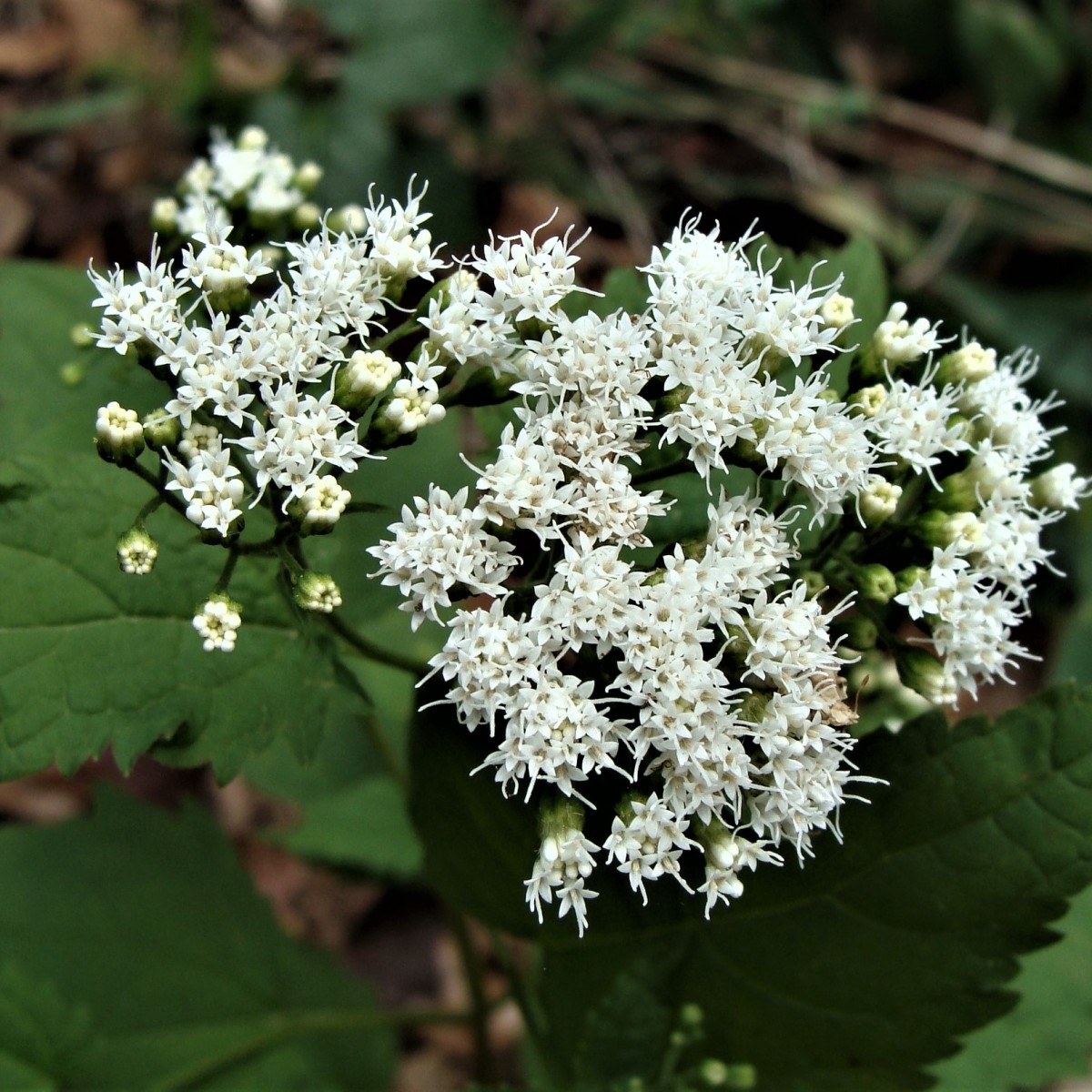 Know Your Natives – White Snakeroot
