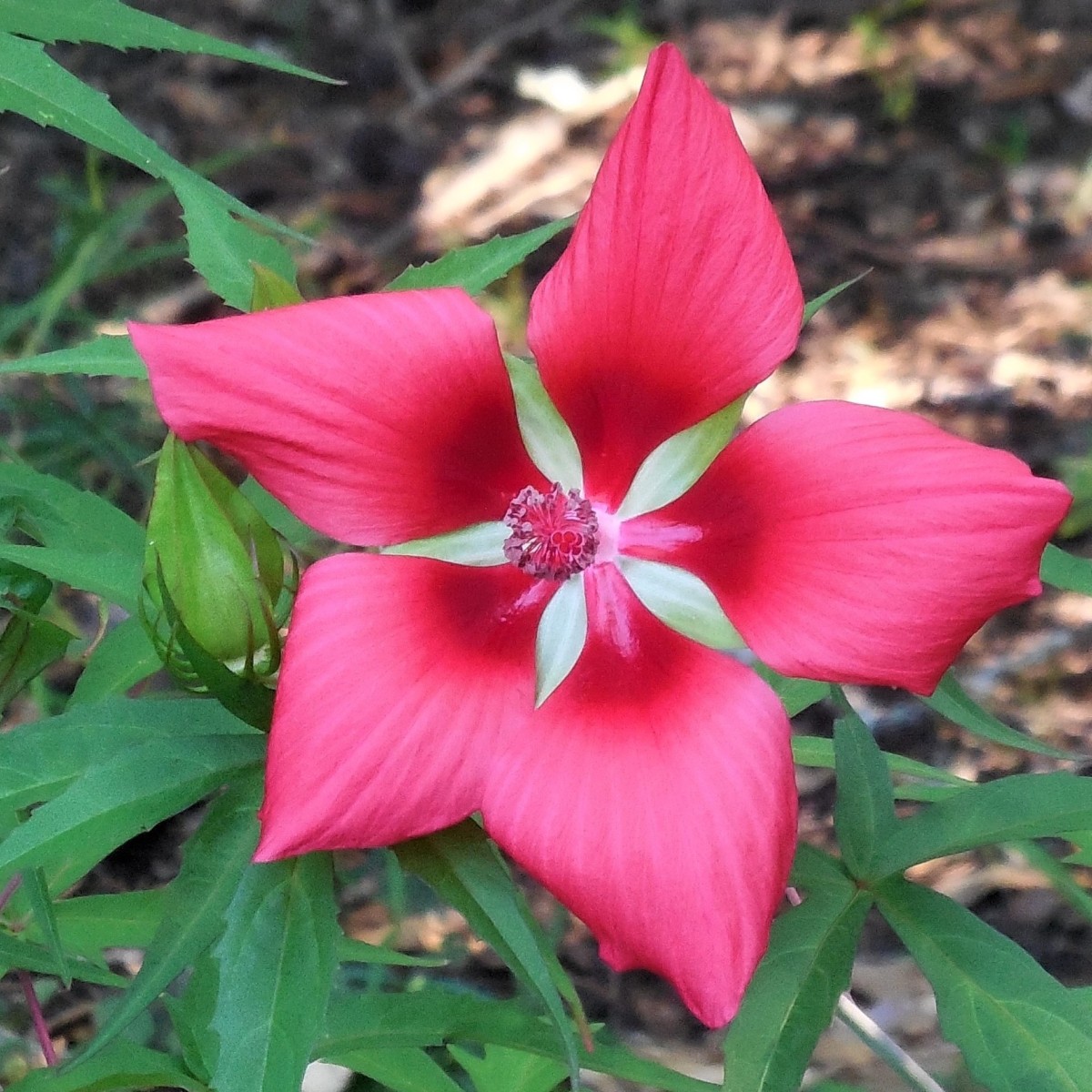 Know Your Natives – Scarlet Rose Mallow