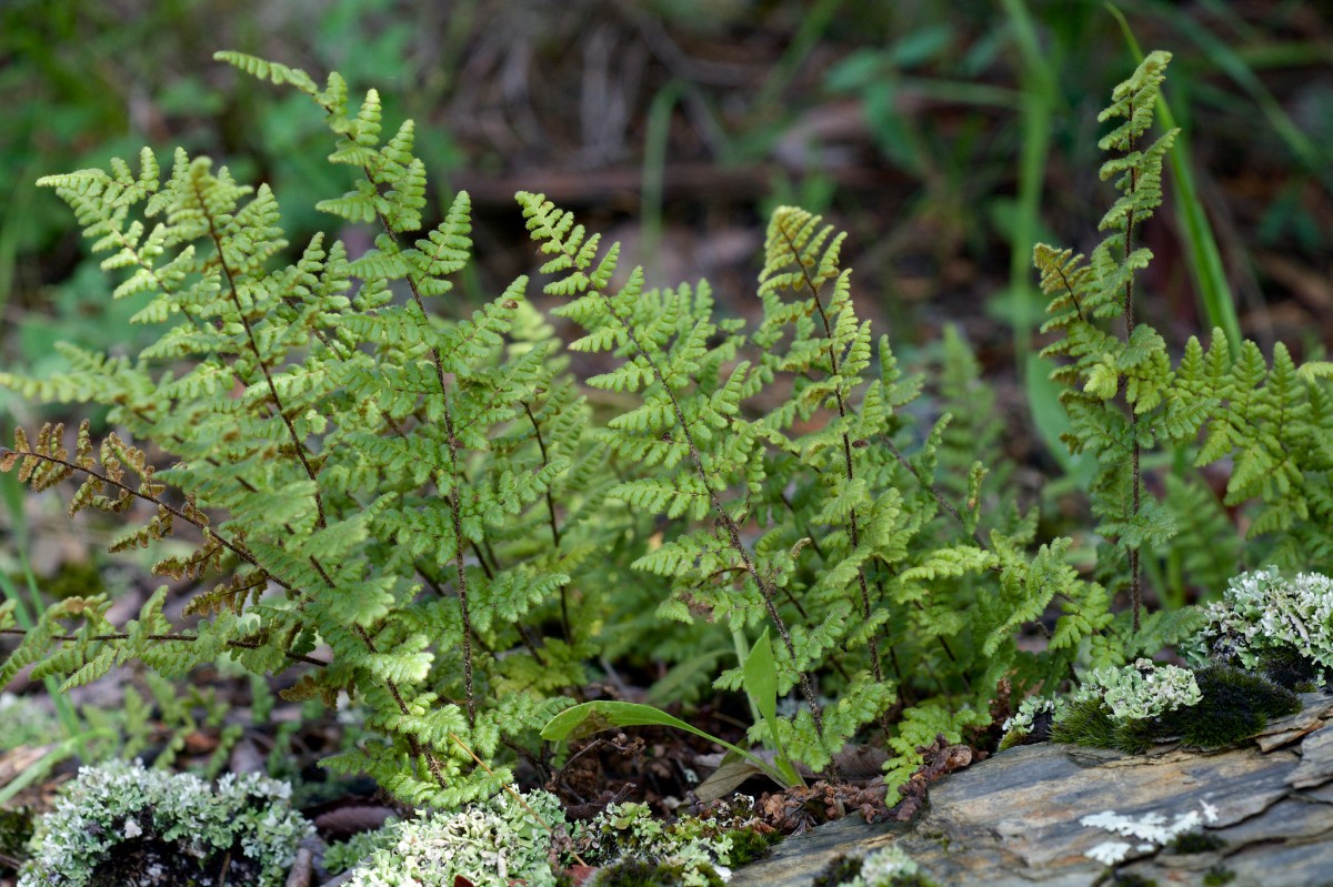 Know Your Natives – Hairy Lipfern