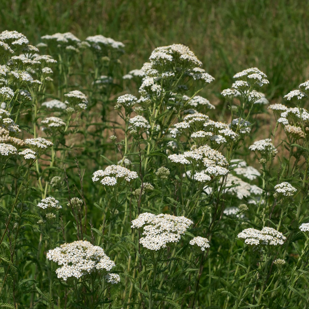 Know Your Natives – Yarrow