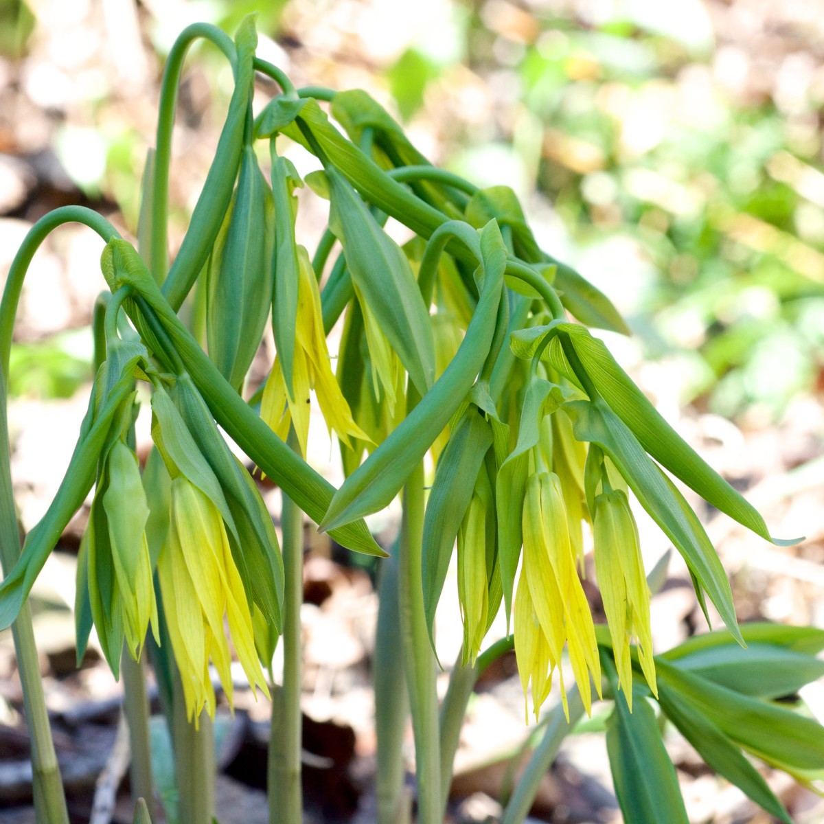 Know Your Natives – Large-Flower Bellwort