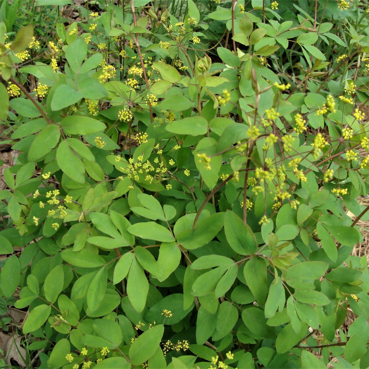 Know Your Natives – Yellow Pimpernel