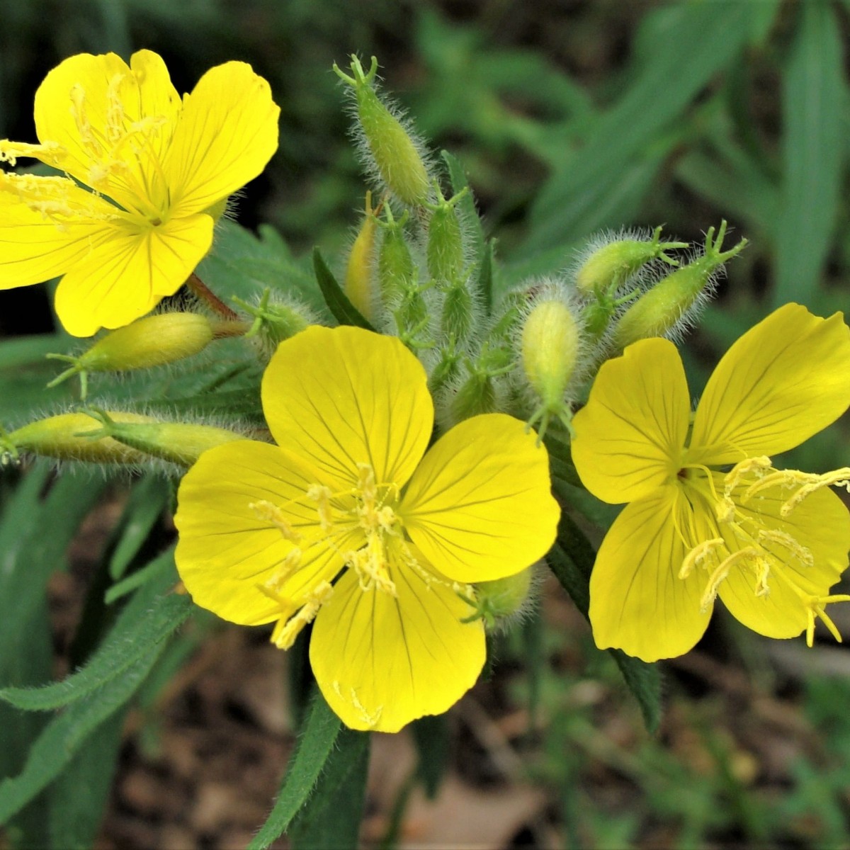 Know Your Natives – Sundrops