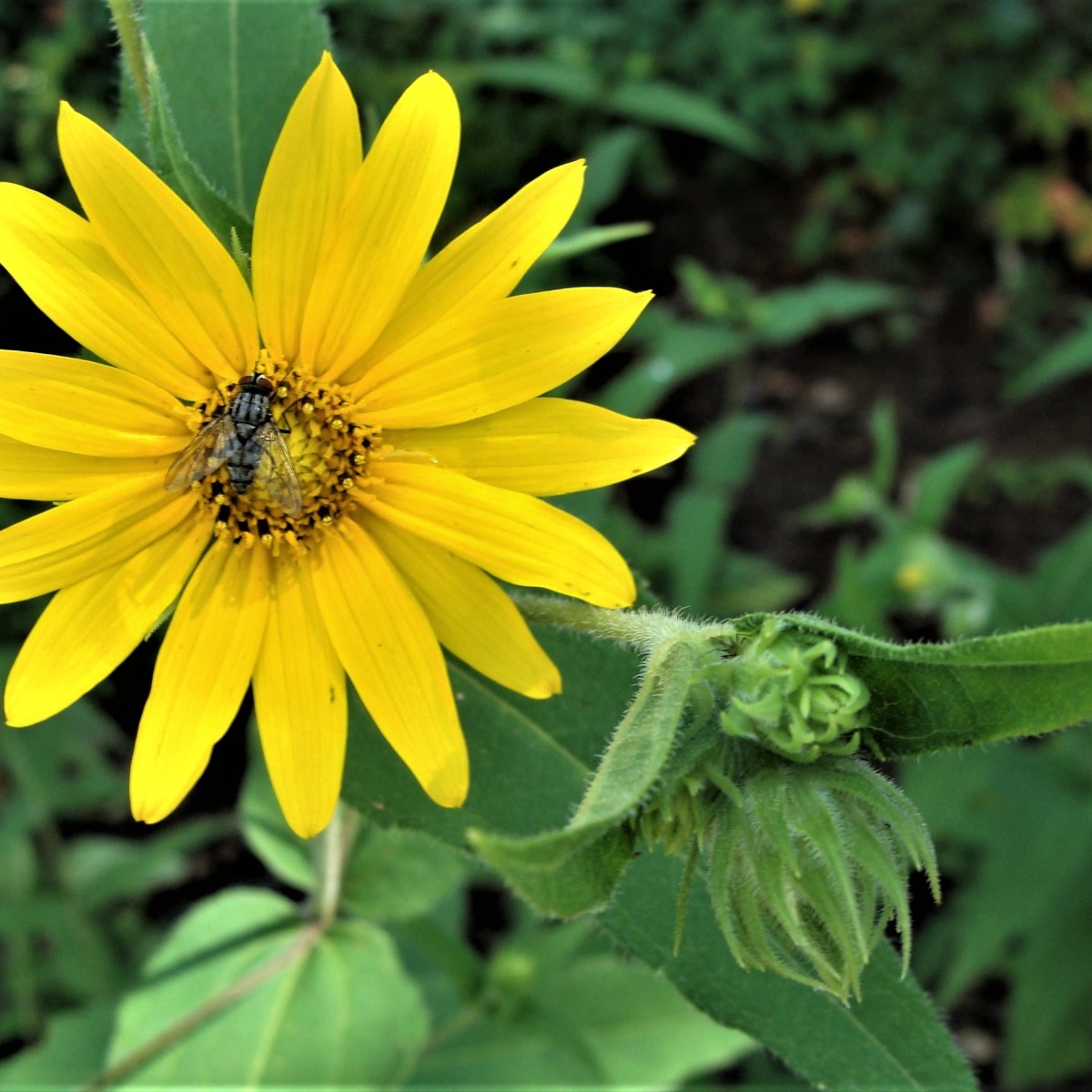 Know Your Natives – Hairy Woodland Sunflower