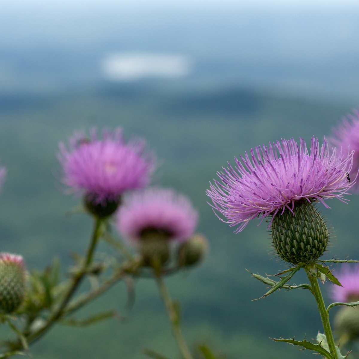 Know Your Natives – Tall Thistle
