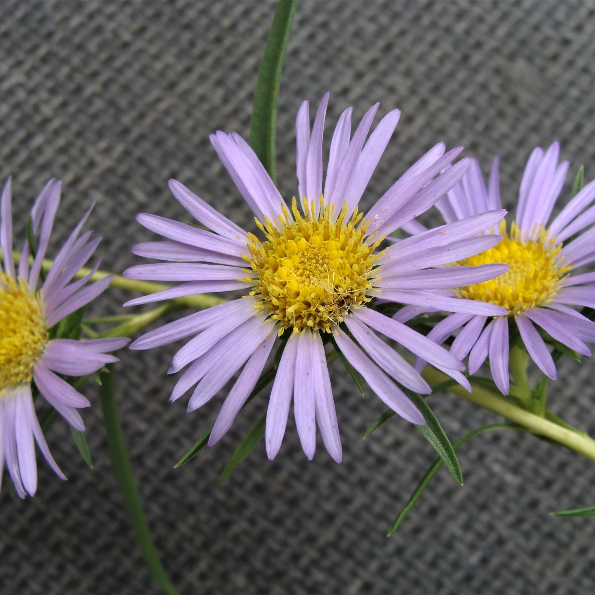 Know Your Natives – Southern Prairie Aster