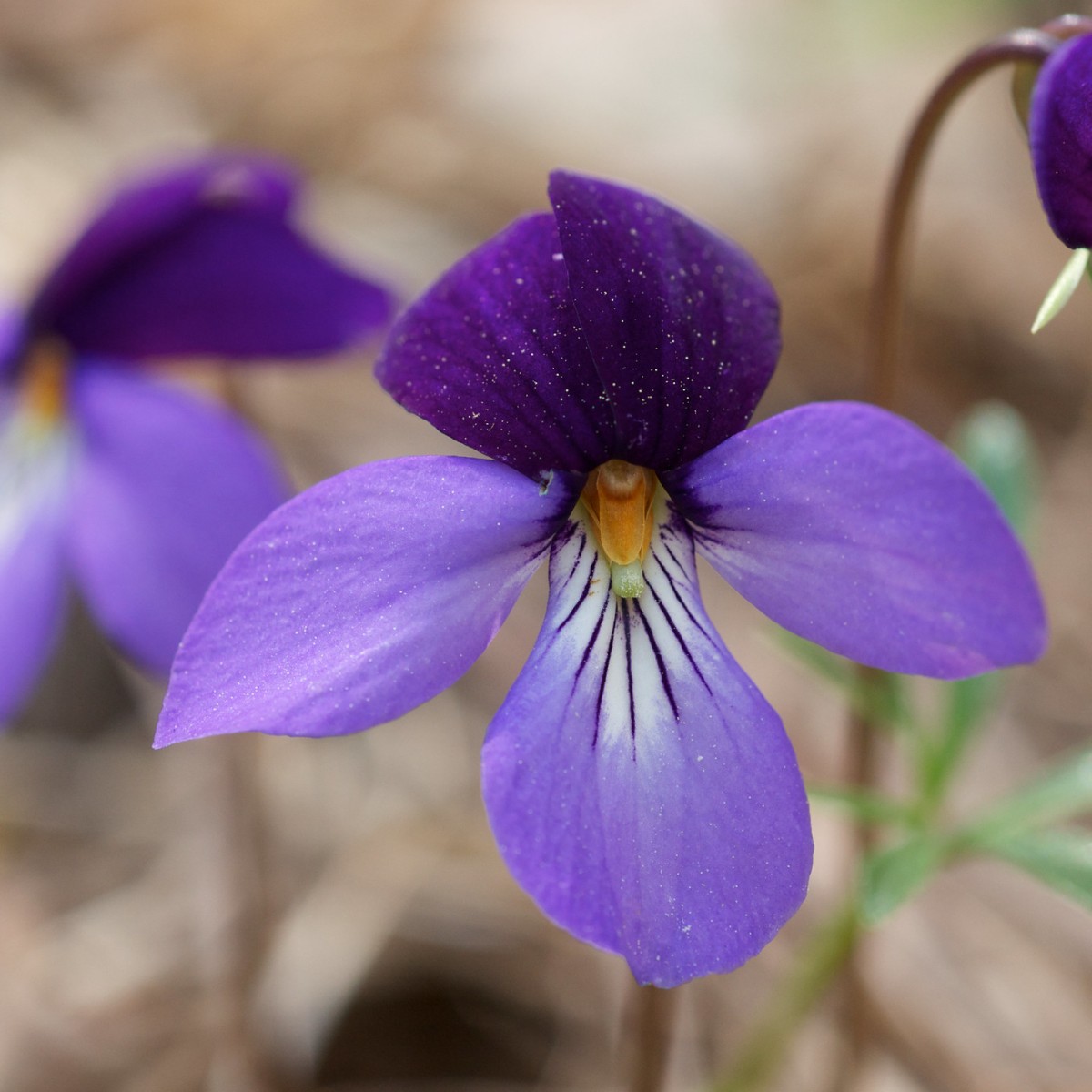Know Your Natives – Bird’s-Foot Violet