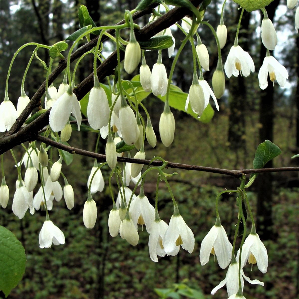 Know Your Natives – Two-Wing Silverbell
