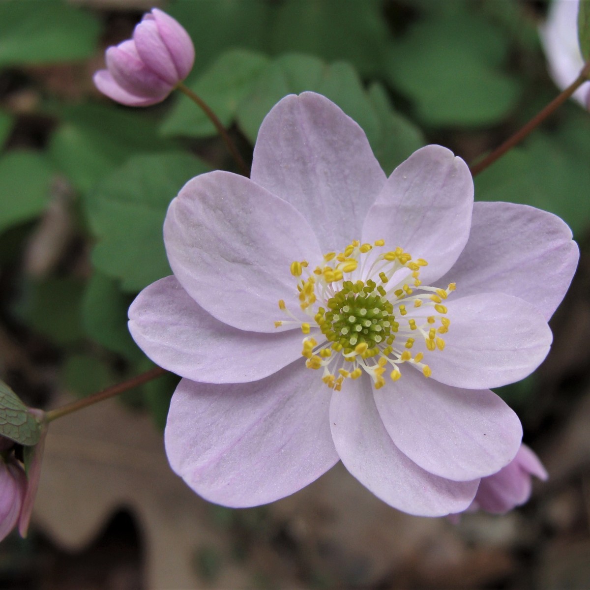 Know Your Natives – Rue-Anemone