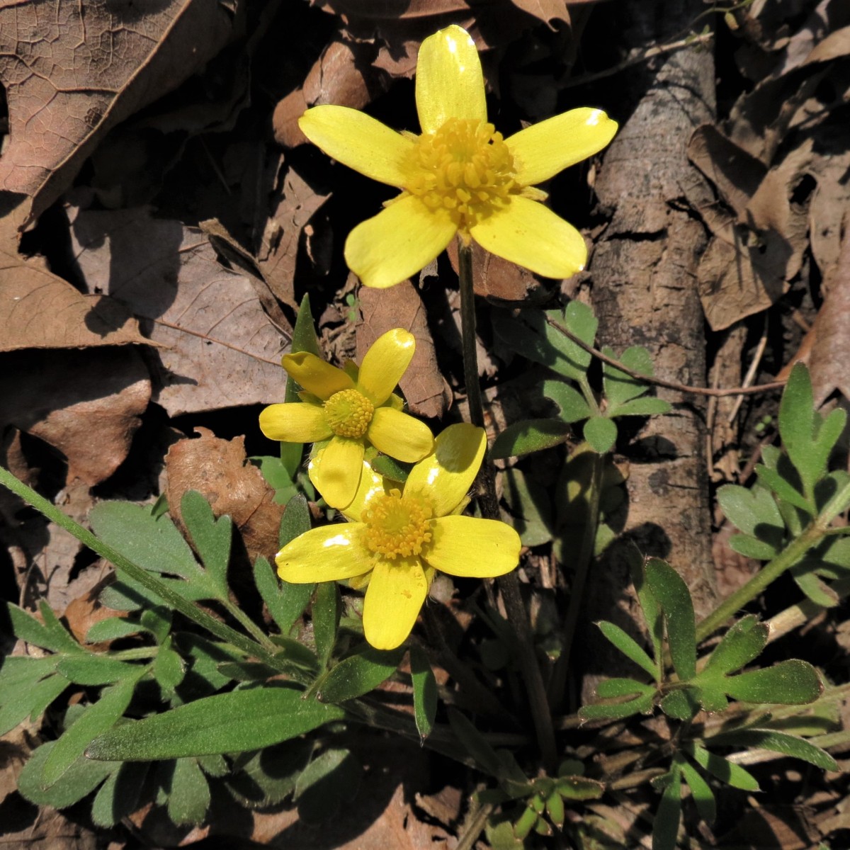 Know Your Natives – Early Buttercup