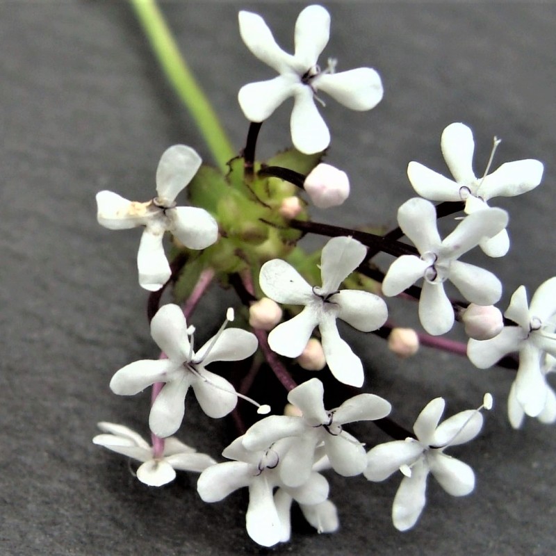 Know Your Natives – Long-Flower Cornsalad