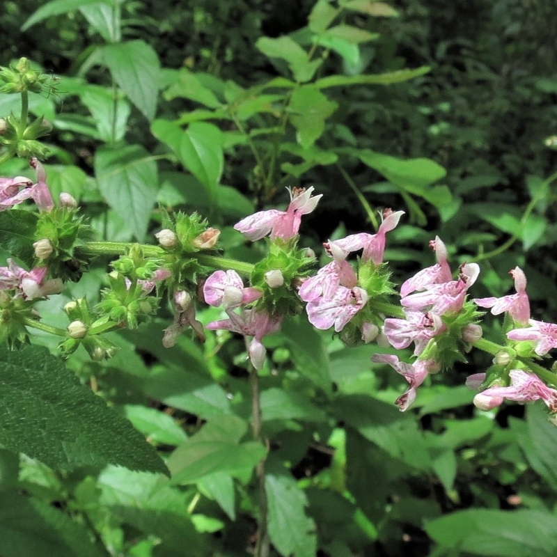 Know Your Natives – Ouachita Hedge-Nettle
