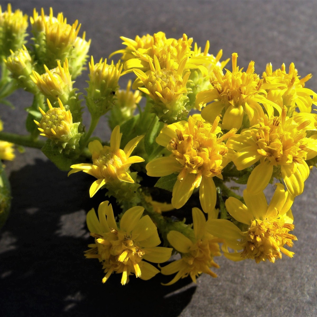 Know Your Natives – Downy Ragged Goldenrod