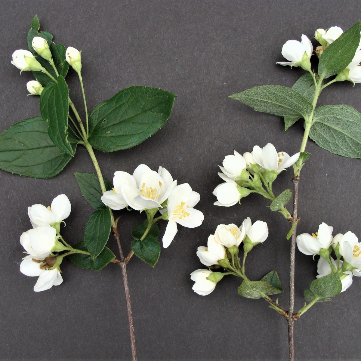 Know Your Natives – Hairy Mock Orange
