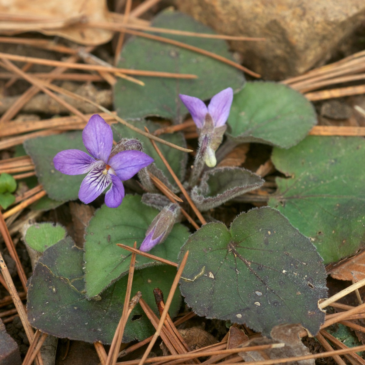 Know Your Natives – Southern Woolly Violet