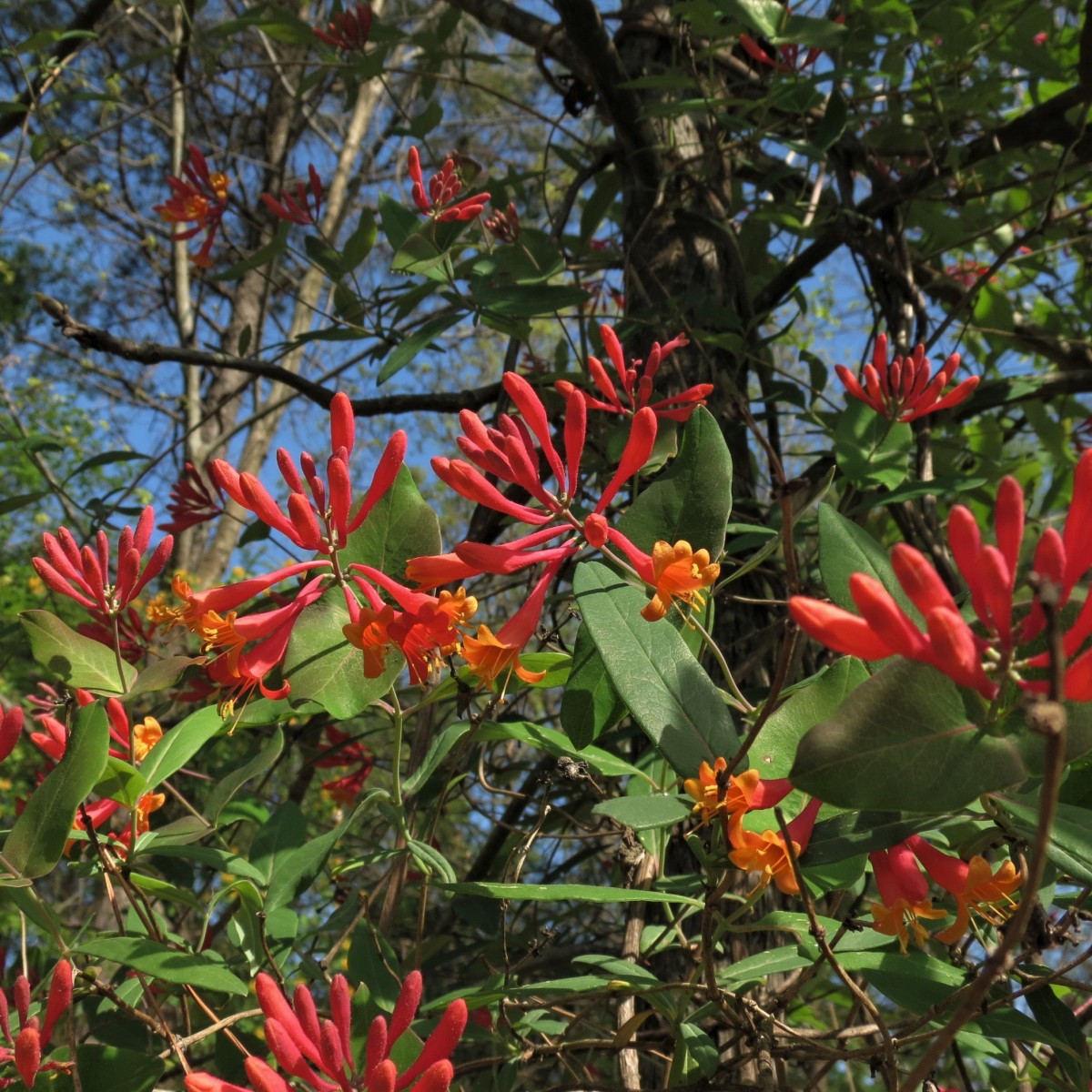 Know Your Natives – Trumpet Honeysuckle