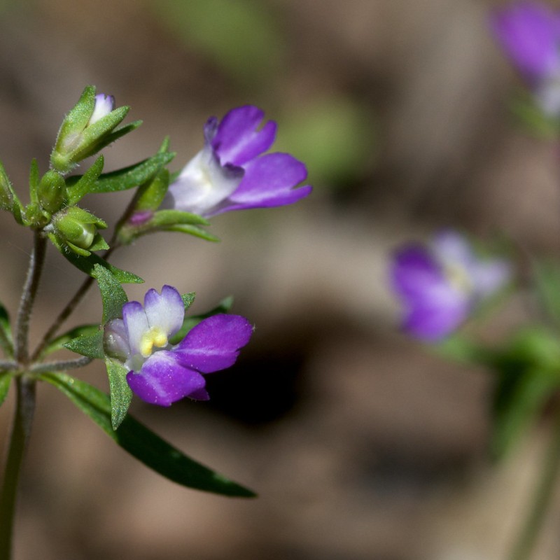 Know Your Natives – Violet Blue-Eyed Mary