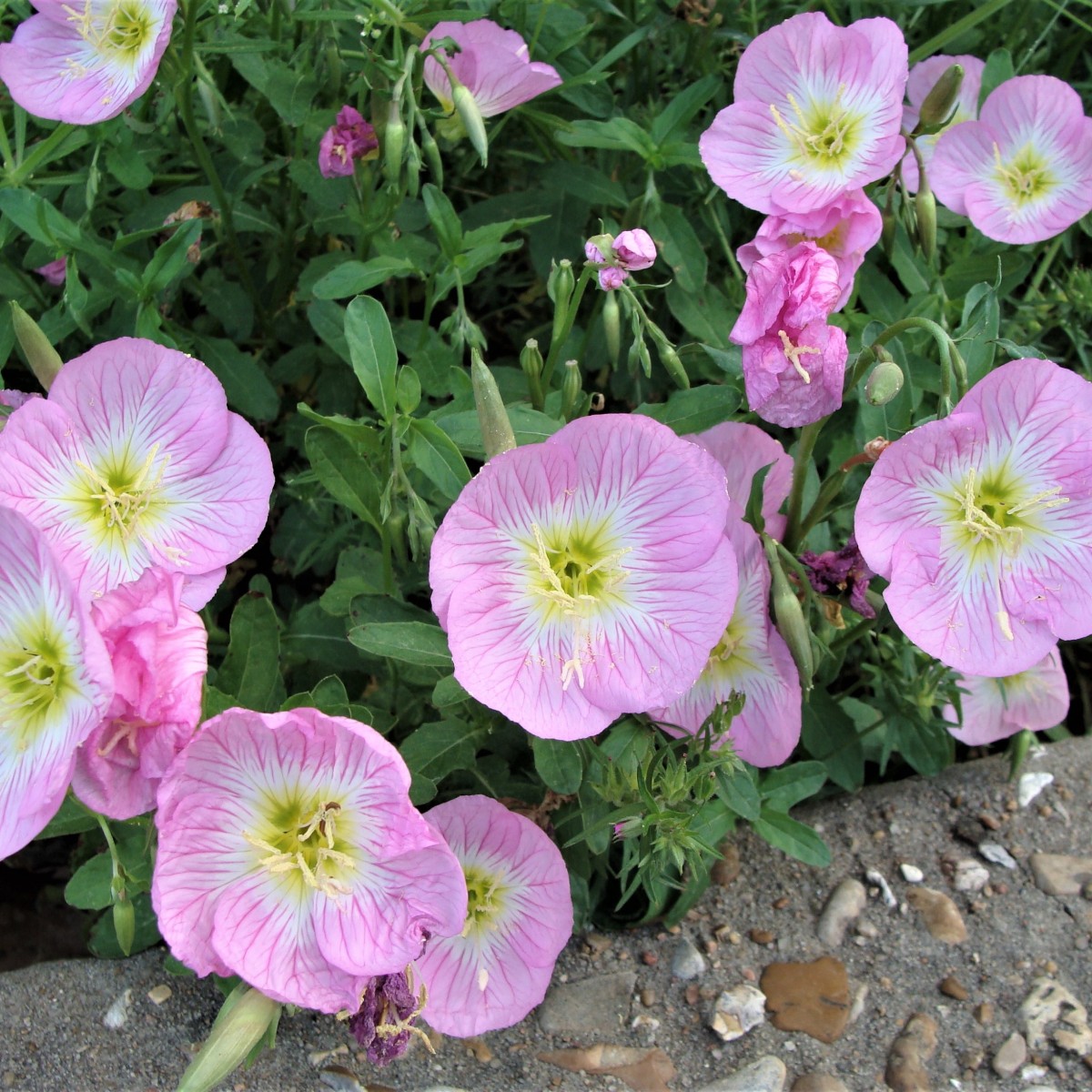 Know Your Natives – Showy Evening Primrose