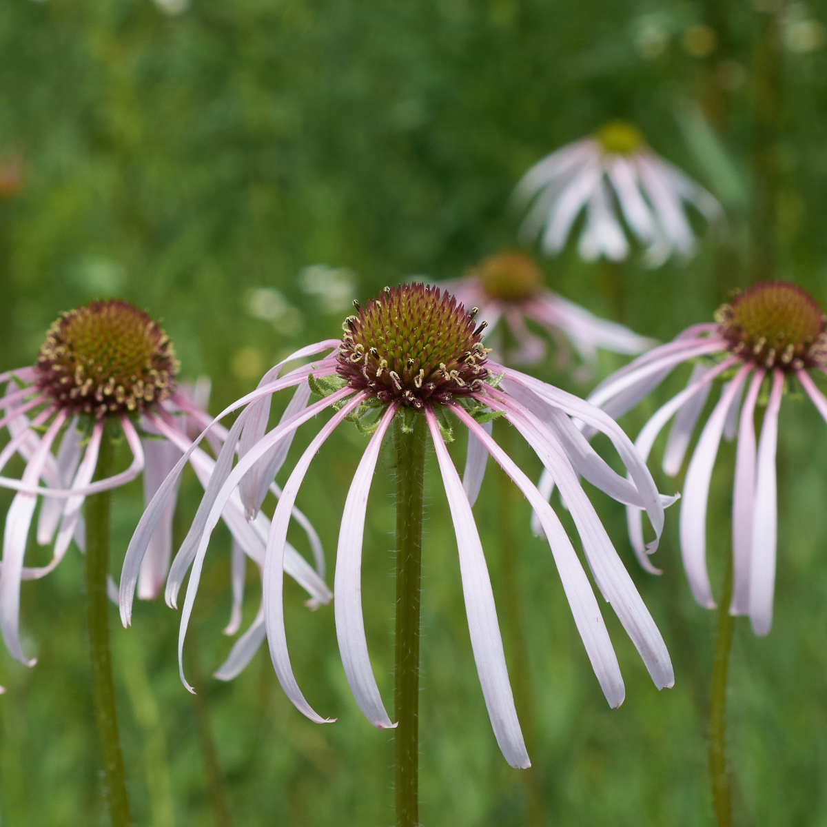 Know Your Natives – Pale Purple Coneflower