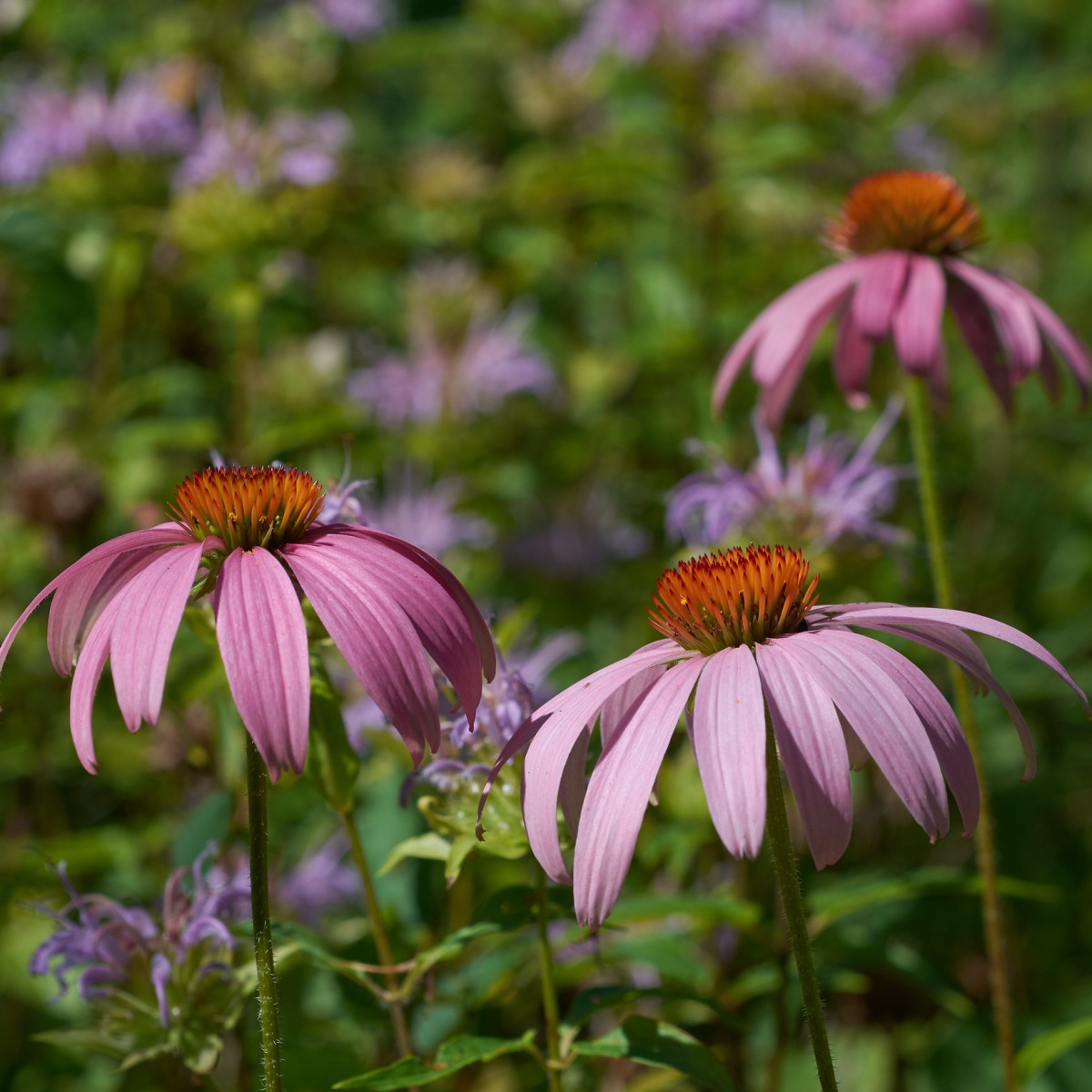 Know Your Natives – Purple Coneflower
