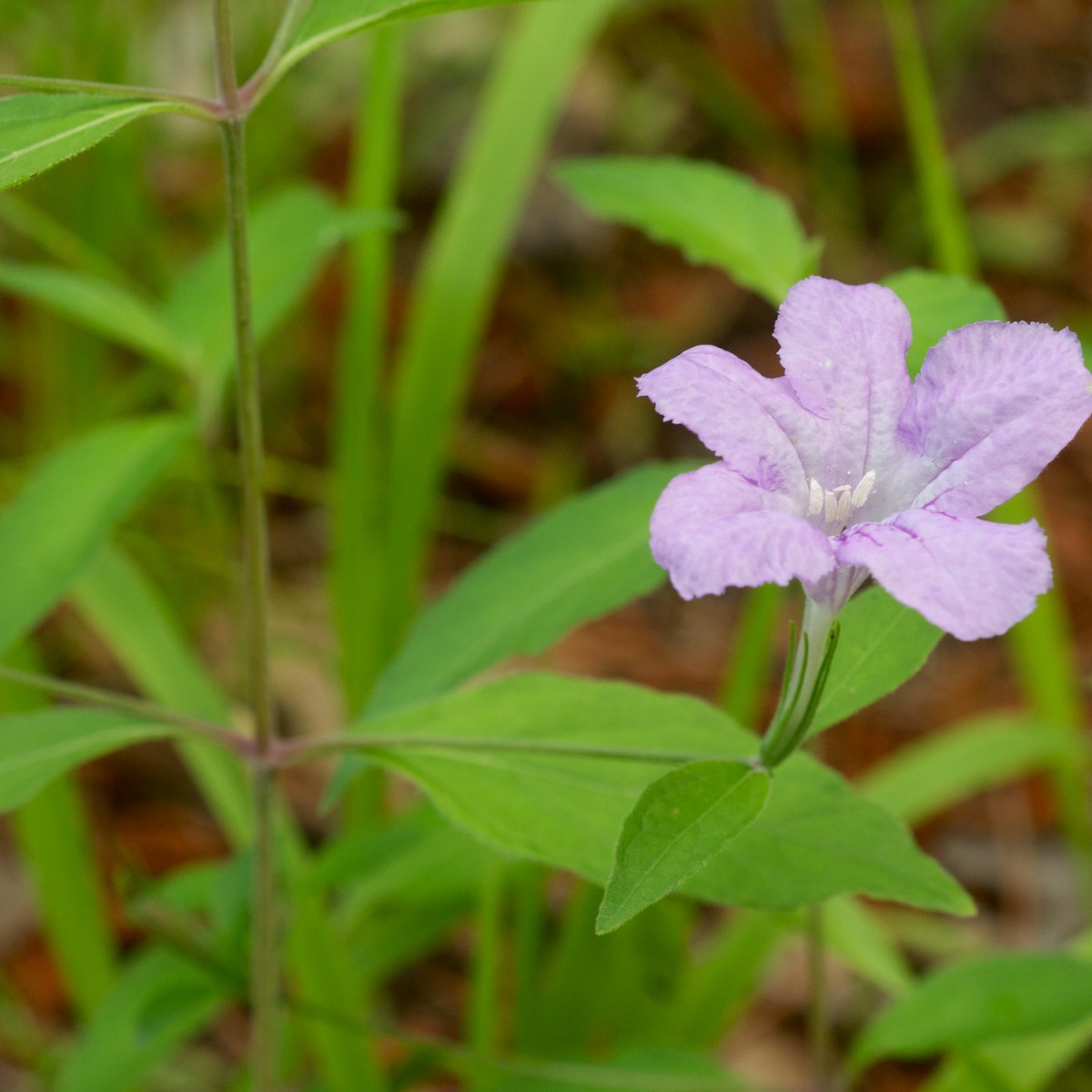 Know Your Natives – Stalked Wild Petunia