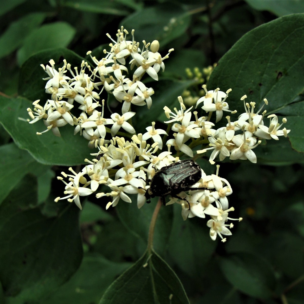 Arkansas Native Plants – White Flowers