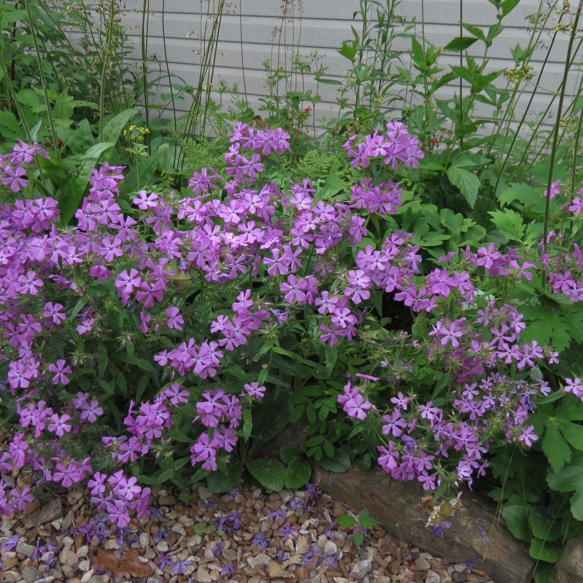 Know Your Natives – Downy Phlox